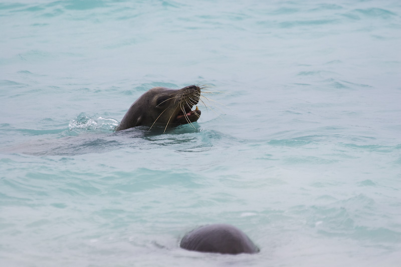 Galápagos Sealion In Surf